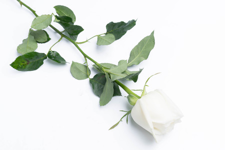 White roses on a white backgroundの写真素材