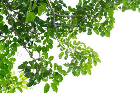 green leaves isolated on white backgroundの写真素材