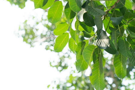 green leaves isolated on white backgroundの写真素材