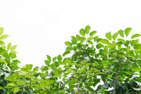 green leaves isolated on white backgroundの写真素材