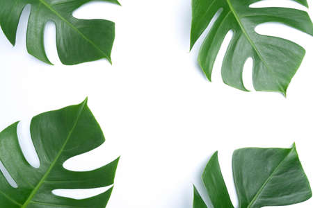 tropical botanical  leaves backgrounds on white nature conceptsの写真素材