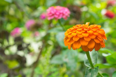 close up of Orange zinnia flower  with green backgroundの写真素材