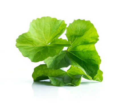leaf of gotu kola asiatic pennywort on white backgroundの写真素材