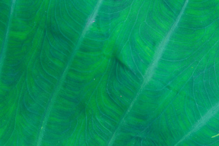 fresh green leaf texture macro close up