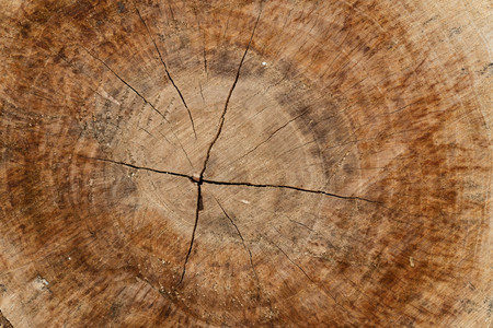 wood circle texture slice background tree ringsの写真素材