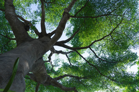 forest trees nature green wood backgroundsの写真素材