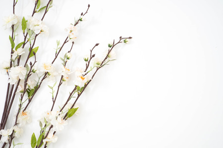 sakura flower branches isolated over the white backgroundの写真素材