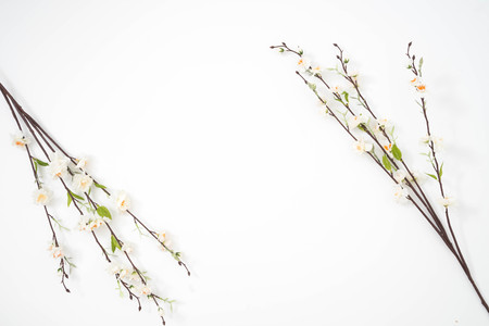 sakura flower branches isolated over the white background