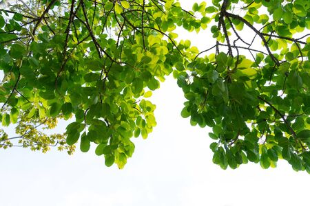 green leaves isolated on white background