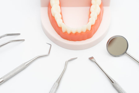 Dentist tool care set and tooth model  on white backgroundの写真素材