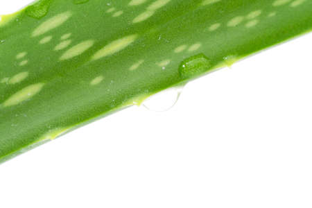 fresh aloe vera leaves with water dropsの写真素材