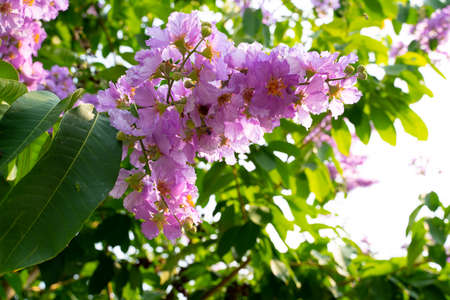 Beautiful queen's flower purple flowersの写真素材