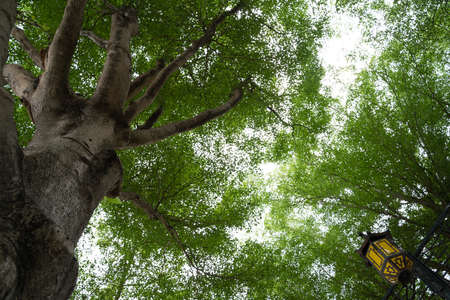 bottom view tree green backgroundの写真素材