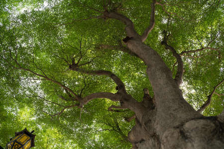 bottom view tree green backgroundの写真素材