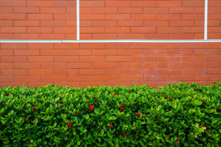 tree pot orange brick wall backgroundの写真素材