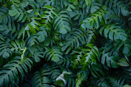 closeup nature view green monstera tropicalの写真素材