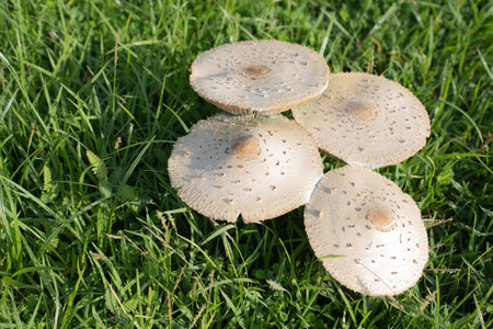 mushroom on grass greenの写真素材