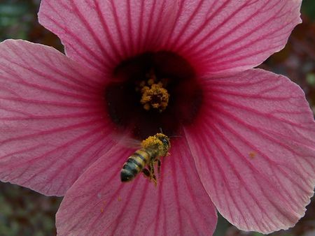 Honey Bee Covered with Pollen on False Roselle Hibiscus Bloomの写真素材