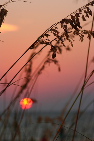 Sea Oats peaceful mauve sunset oceanの写真素材