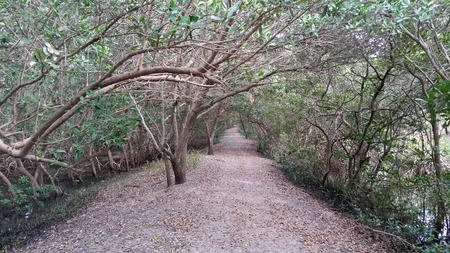 Trail through mangroves weedon islandの写真素材