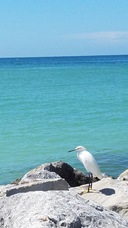 Snowy Egret Blue water and skyの写真素材