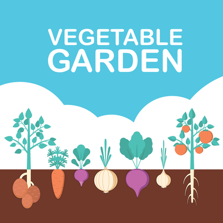 Vegetable garden banner. Organic and healthy food. Poster with root veggies.のイラスト素材