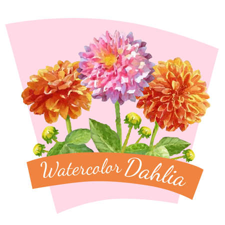 watercolor dahlia spring flowerのイラスト素材