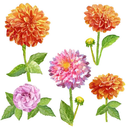 watercolor flower dahlia isolated setのイラスト素材