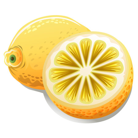 cut out half sliced lemon fruitのイラスト素材