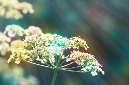 Wildflowers in the morning light. Inflorescence goutweed.