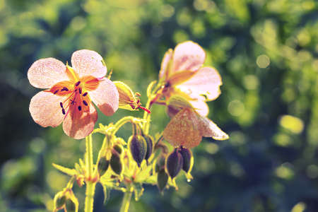 Meadow cranesbill backlit sunlight. Delicate floral background with tonal correction in retro style.の写真素材