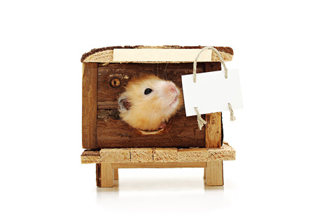 Hamster looks out the window of the house. At home hangs a plaque for ads. Isolated on white background.の写真素材