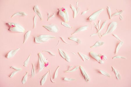 Delicate pink background with white peony petals. The top view.の写真素材