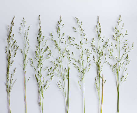 Flat background with grass field. Wild grass on a white background. Minimal flat design.の写真素材