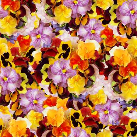 Beautiful floral seamless background with multi-colored pansies.の写真素材