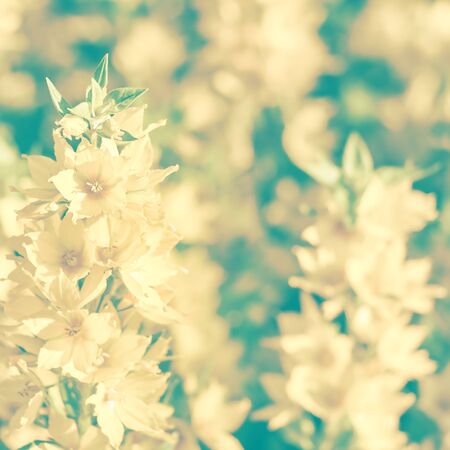 Delicate vintage background with wildflowers. Vintage toning. Soft focus.
