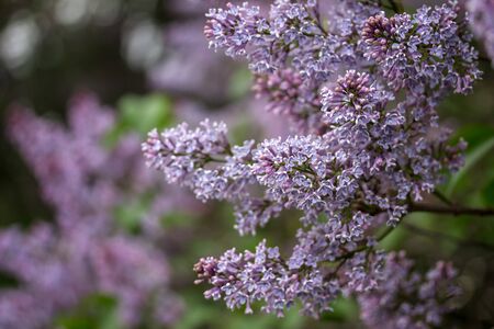 Lilac garden. Background with beautiful lilac flowers in the garden.の写真素材