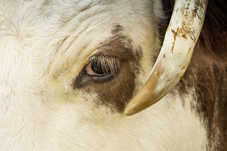 Cow muzzle close up. Beautiful eyes of a cow. Focus on eyelashes and horn.