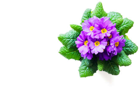 Purple Primula flowers isolated on white background with copy spaceの写真素材