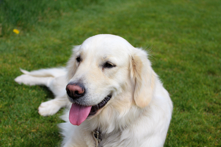 A dog - Golden retriever on the grass, Cernosice, Czech Republicの写真素材