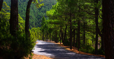Mountain road between a large pine forest an environment where to breathe pure air