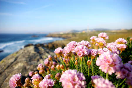 Wild flowers on a cliff of the Atlantic Ocean, grow with the sun and the sea breeze.の写真素材