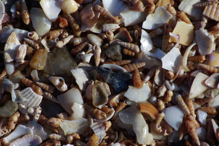 Close-up of a lot of shells.