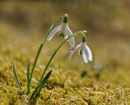 Snowdrop in the garden with dewの写真素材
