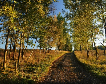 Autumn wayの写真素材