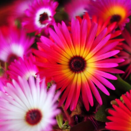 Flowersの写真素材