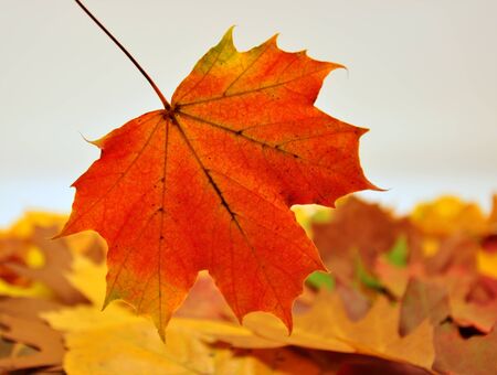Beautiful, many colorful autumn leaves forming a background
