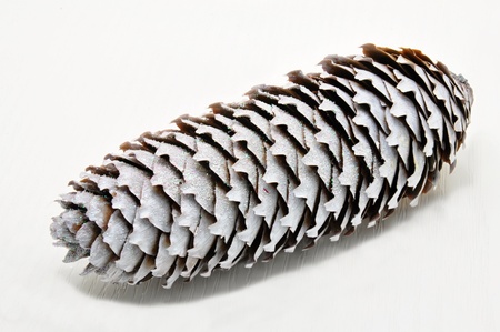 Spruce cone on the white backgroundの写真素材