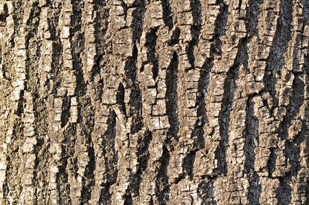 Detail of the bark of an old tree in the afternoon sun
