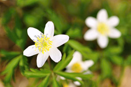 Small beautiful anemone flower with blurry brown backgroundの写真素材